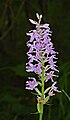 Dactylorhiza fuchsii Austria - Tyrol - Lech