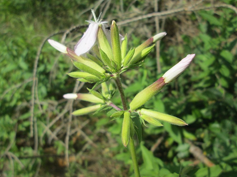 File:20180610Saponaria officinalis.jpg