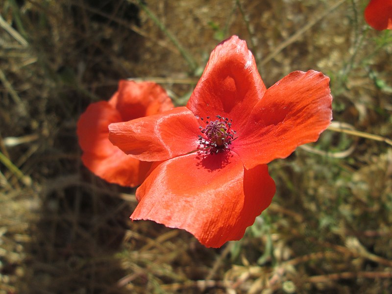 File:20190710Papaver rhoeas2.jpg