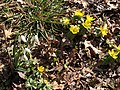 2021-03-04 11 21 50 Winter Aconite and Snowdrops blooming along a walking path in the Franklin Glen section of Chantilly, Fairfax County, Virginia.jpg