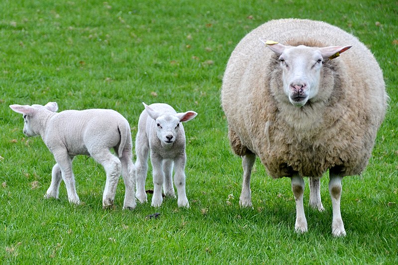 File:31 March 2012, spring in Holland - panoramio.jpg