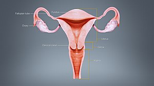 3D Medical Animation Uterus.jpg