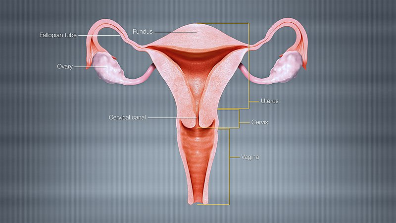 File:3D Medical Animation Uterus.jpg