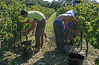 Vendanges traditionnelles à la main à Beaume-de-Venise dans le Vaucluse