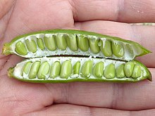 Acacia farnesiana Beans in a pod A.farnesiana-pods-2.JPG