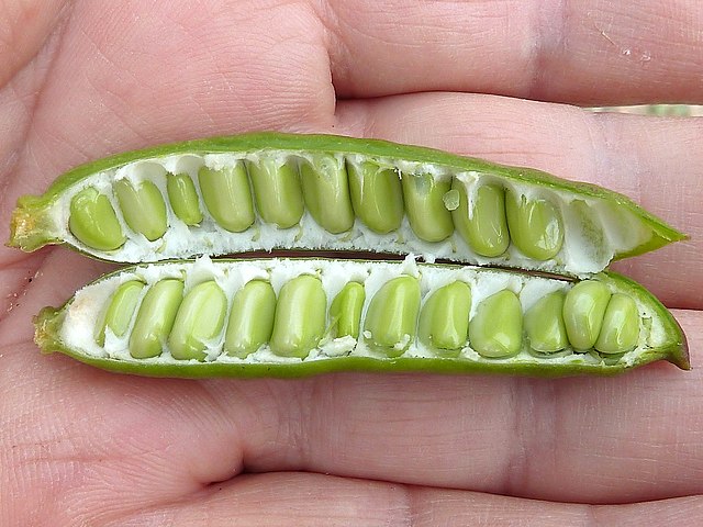 Acacia farnesiana Beans in a pod