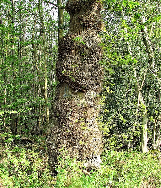 File:A burred oak tree in Brede High Woods - geograph.org.uk - 5642133.jpg