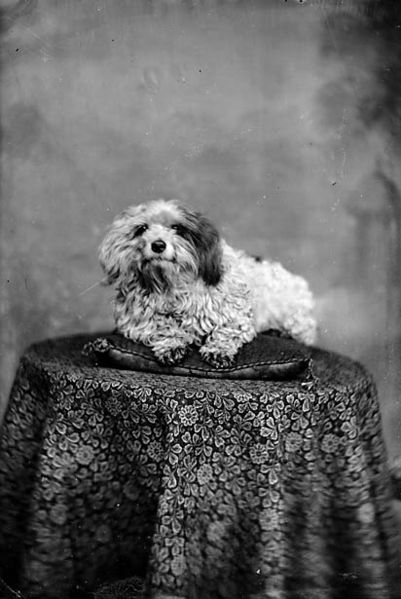 File:A pet dog (Roberts) NLW3363250.jpg