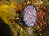A purple-brown colonial ascidian at Coral Gardens Rooi-els DSC01965.JPG