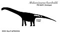 Diagram of the holotype material Abdarainurus.jpg