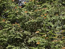 Oyamel fir foliage with monarch butterflies Danaus plexippus Abies religiosa El Rosario 1.jpg