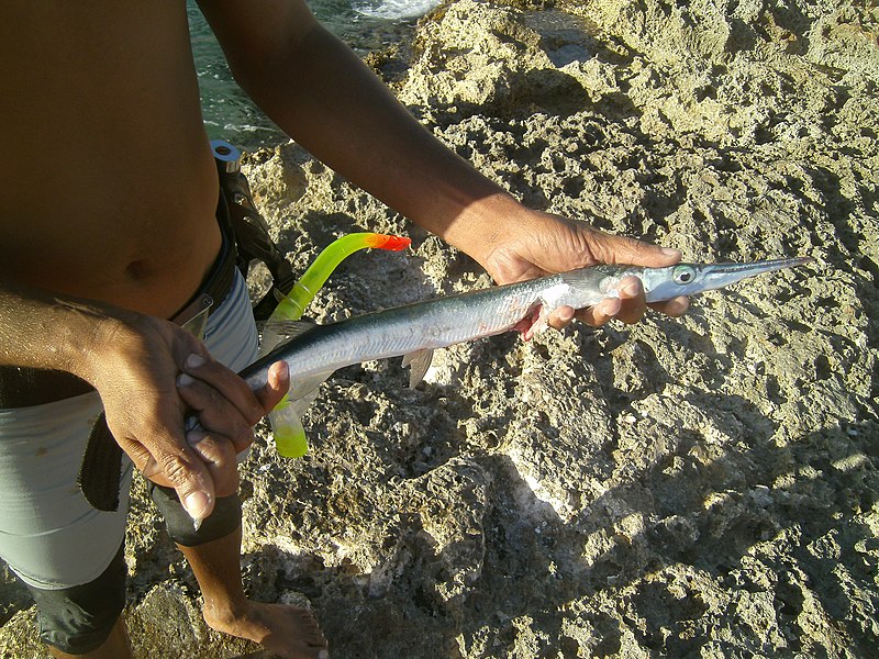 File:Ablennes hians - flat needlefish - caught in the Bay of Pigs - Cuba.jpg