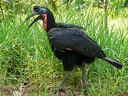 Abyssinian Ground Hornbill (Bucorvus abyssinicus) male covered with Tsetse Flies (Glossina sp.) (6861418841).jpg