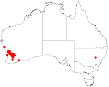 Acacia orbifoliaDistMap658.png