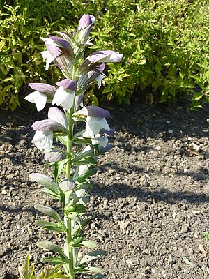 Acanthus hungaticus (Acanthaceae) plant.JPG