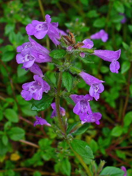 File:Acinos alpinus 002.JPG