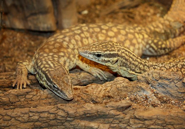 spiny tailed monitor tank size