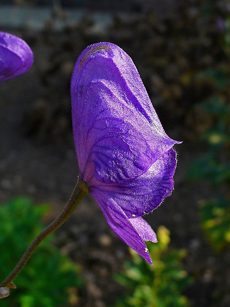 File:Aconitum carmichaelii var. wilsonii 003.JPG