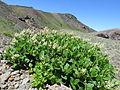 Mount Iwate, Iwate pref., Japan