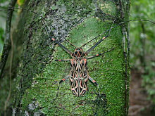 Acrocinus longimanus.. jpg