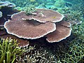 אלמוג מסוג Acropora