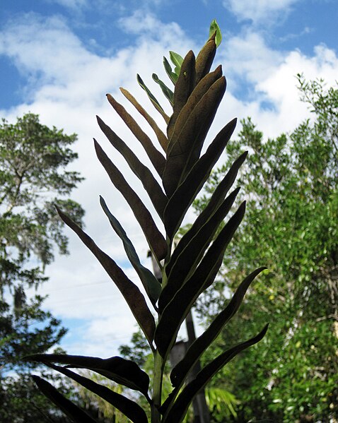 File:Acrostichum danaeifolium (giant leather fern) (Sanibel Island, Florida, USA) 14.jpg