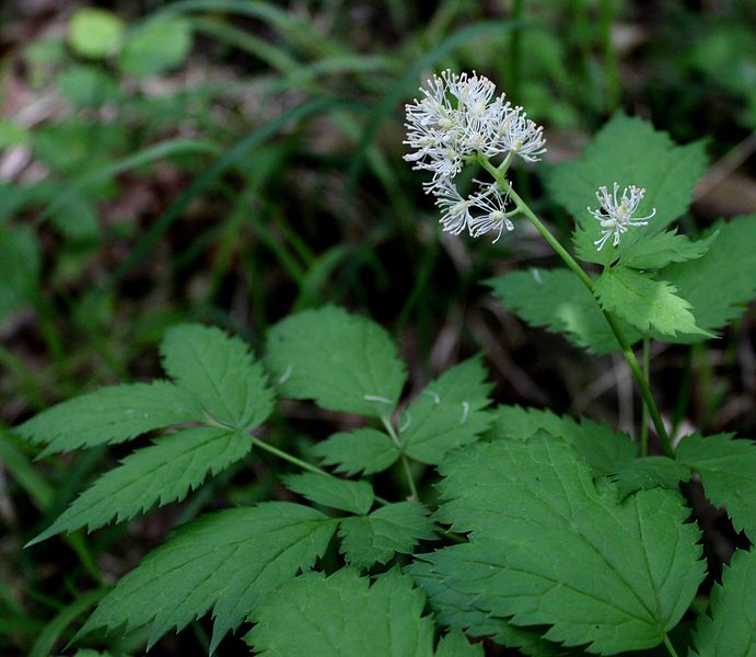 File:Actaea spicata (Loděnice).JPG