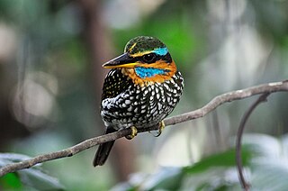 <span class="mw-page-title-main">Spotted wood kingfisher</span> Species of bird