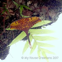 Actias groenendaeli timorensis, Ermera, Timor Leste.jpg