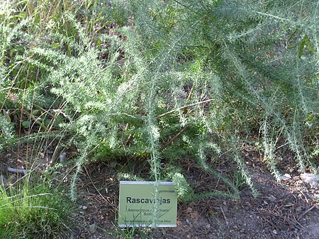 Tập_tin:Adenocarpus_decorticans_Habitus_2010-7-17_JardinBotanicoHoyadePedraza.jpg