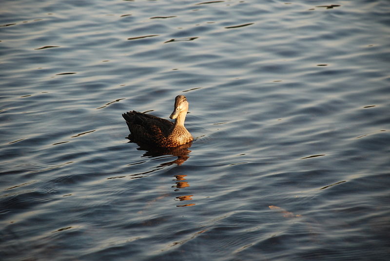 File:Adirondacks - ducks - 01.jpg