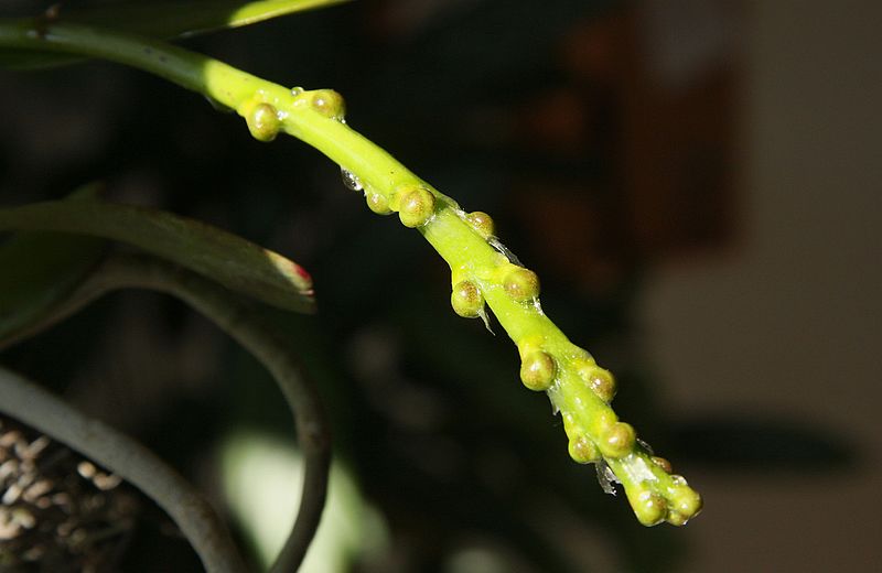 File:Aerides houlletiana (5852996229).jpg