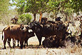 African Cape Buffalo