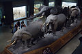 African Hall, American Museum of Natural History (7171355207).jpg