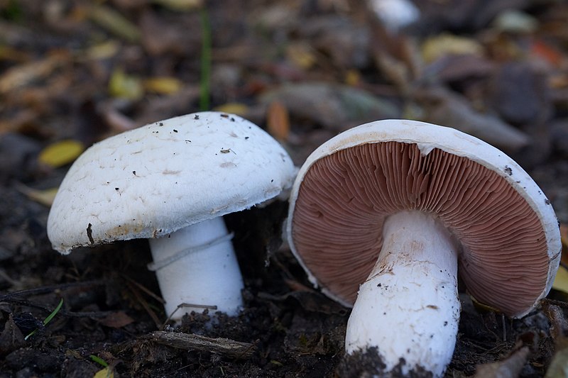 File:Agaricus campestris (48647010296).jpg