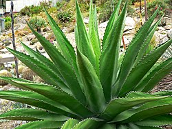 Agave gentryi 1. jpg