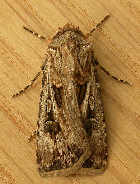 Agrotis_munda