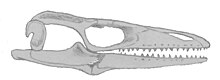 Crâne d'Aigialosaurus bucchichi.jpg