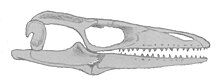 Aigialosaurus bucchichi lubanja.jpg