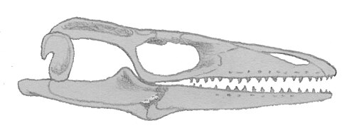 Cráneo de A. bucchichi.