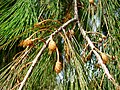 Allocasurina torulosa flowers.jpg