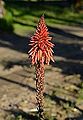 * Nomination Flower of Aloe arborescens. -- Alvesgaspar 16:15, 13 December 2014 (UTC) * Promotion  Support Perfect. --Code 16:47, 13 December 2014 (UTC)