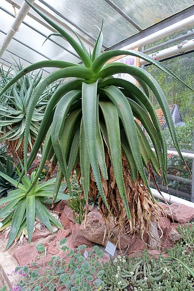 File:Aloe angelica - Flora park - Cologne, Germany - DSC00763.jpg