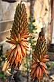 Aloe rubroviolacea1.jpg