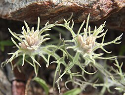 Alpine paintbrush (C. nana) greenish form close