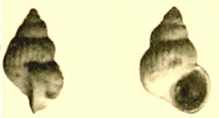 <i>Alvania houdasi</i> Species of gastropod