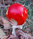 Absence de verrues du voile universel chez Amanita muscaria.