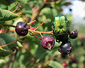 Amelanchier ovalis & Cetonia aurata1.JPG