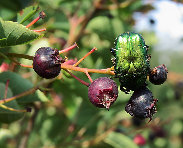 File:Amelanchier ovalis & Cetonia aurata1.JPG