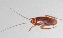 Periplaneta americana (American cockroach) - the favoured species for farming American-cockroach mirror.png